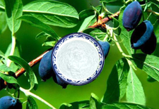 蓝莓提取物白藜芦醇